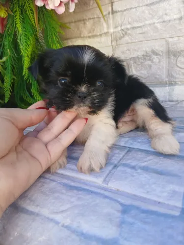 Shitzu machinho minizinho lindo