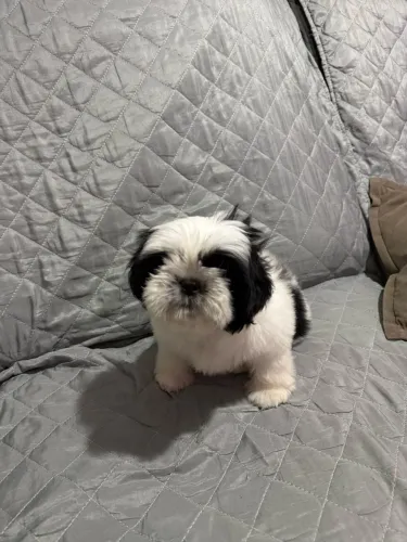 Shi-tzu fêmea