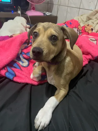 cachorrinha 