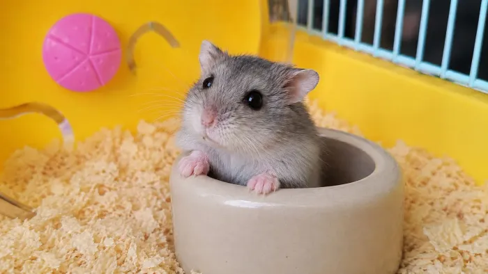 Hamster anão russo