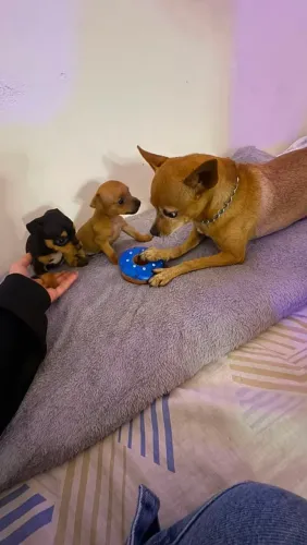 Pinscher Filhote