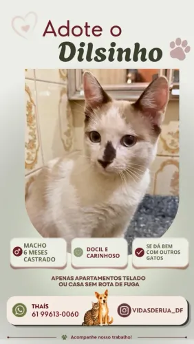 Lindo gatinho para adoção 