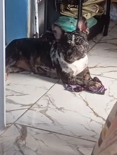 cachorro