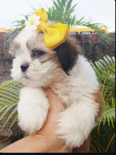 Linda lhasa apso
