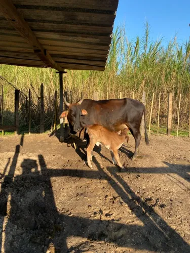 Vaca com Bezerra