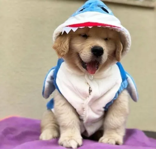 Golden Retriever - Um Companheiro Dedicado Para Aquecer Seu Coração