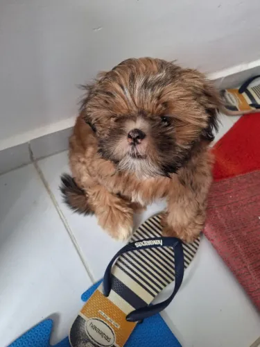 shih tzu marron