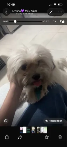 Cachorro shitsu