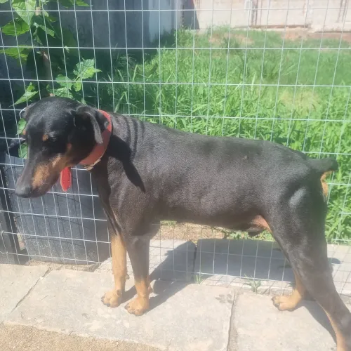 Linda ninhada de dobermann disponível