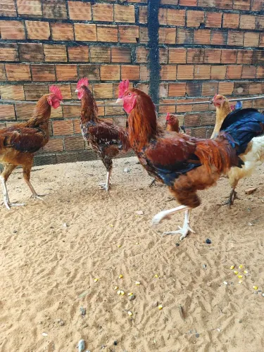Vendo frangos caipira