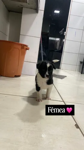 Cachorrinhas mestiças de pastor black para adoção 