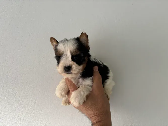 cachorro filhote yorkshire Biewer