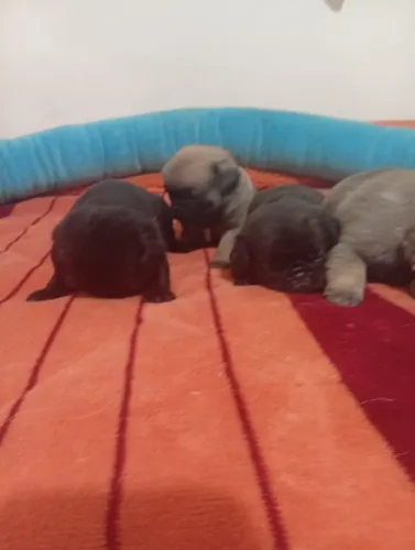 Cachorros