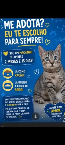 Adoção