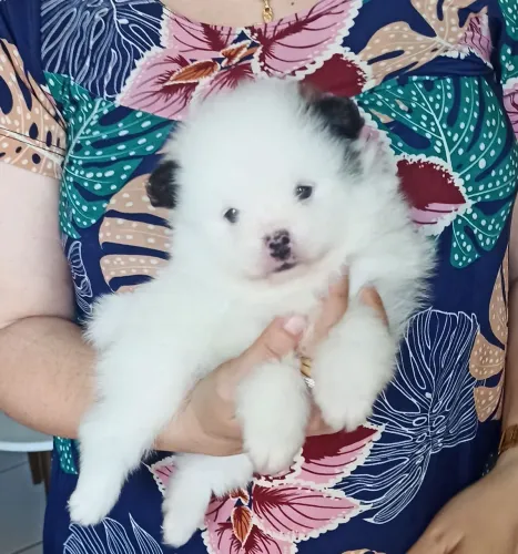 Filhote de Spitz alemão