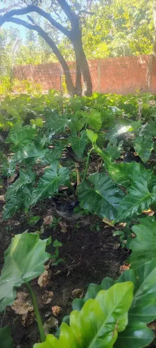Philodendron ondulado