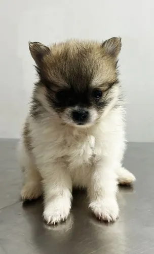 Filhotes de lulu da Pomerânia, Spitz alemão, disponíveis, macho e femea