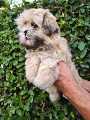 ShihTzu Macho