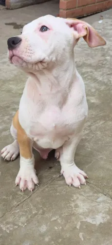 American Bully XL 