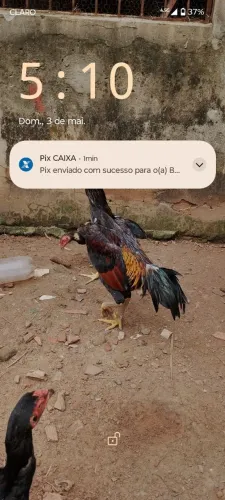 Vende