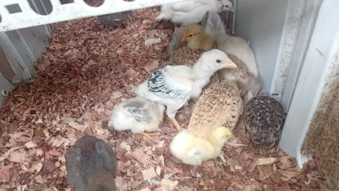 Pintinhos caipira e de raça