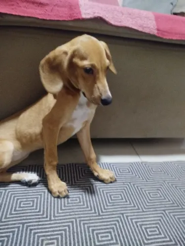 Adoção  responsável !! Cachorrinha