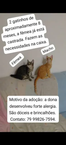Doação de 2 gatos
