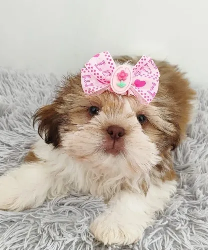 Amor verdadeiro tem quatro patas | Shih tzu