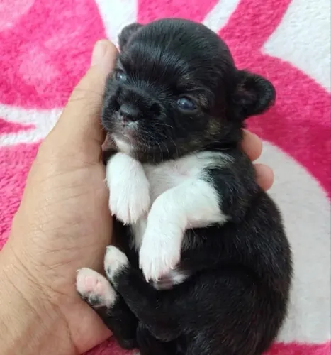 Chuahua macho pêlo longo - pedigree CBKC