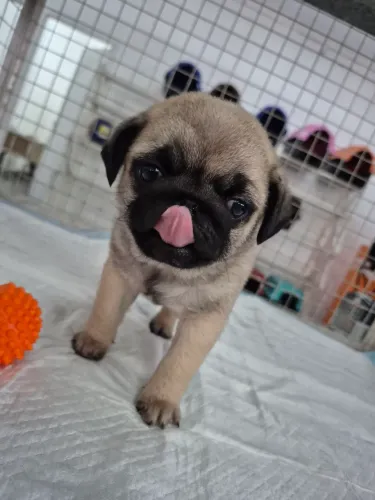 Pug