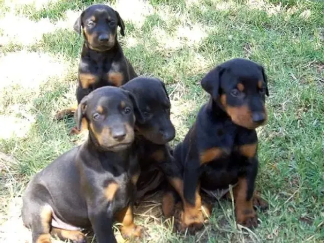 rottweiler x doberman A melhor companhia para assistir a um filme no sofá. - 9 975I 649I