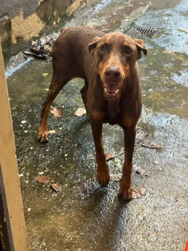 Dobermam - doação 