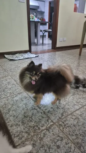 Spitz femea chocotan