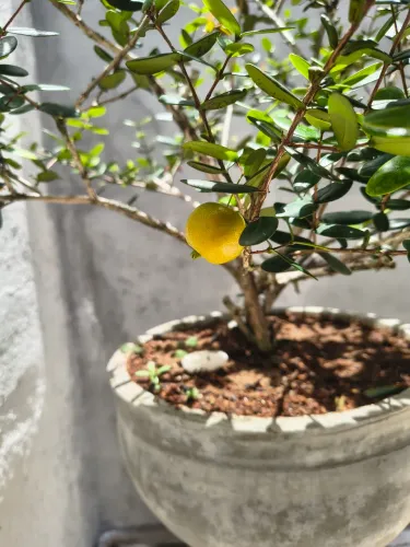 Bonsay raro de uvaia uma fruta muito deliciosa raro de coleção único