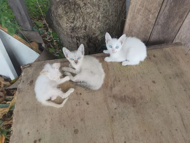 Filhotes de gato para adoção