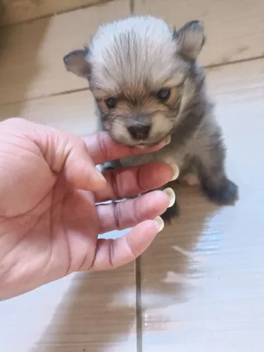 Vendo filhotes de lulu da Pomerânia
