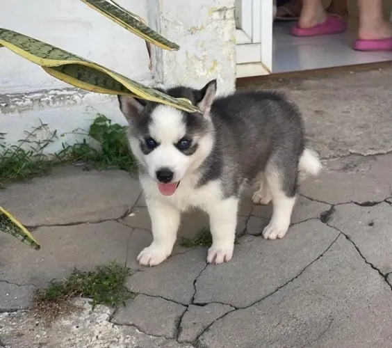 Husky siberiano
