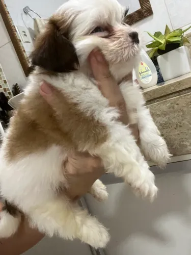Macho filhote de Shih Tzu com Spitz alemão