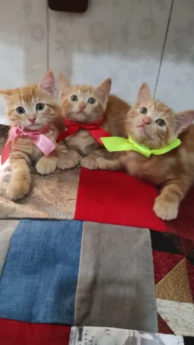 Filhotes de gato