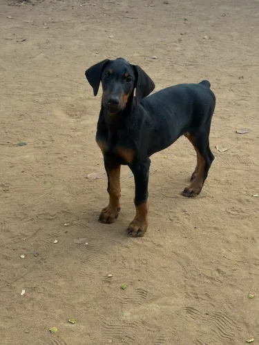 Filhote Doberman macho