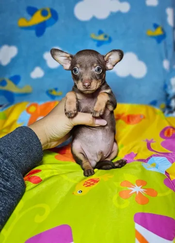 Cachorro filhote Pinscher/ Pincher de linhagem selecionada e saudável