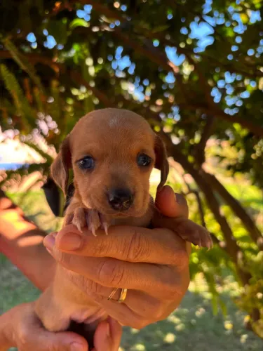 VENDE-SE BASSET DACHSHUND MINI FEMEA ARLEQUIM RED