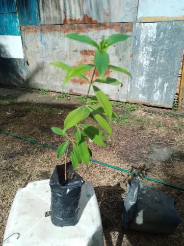 Alamanda flor amarelo