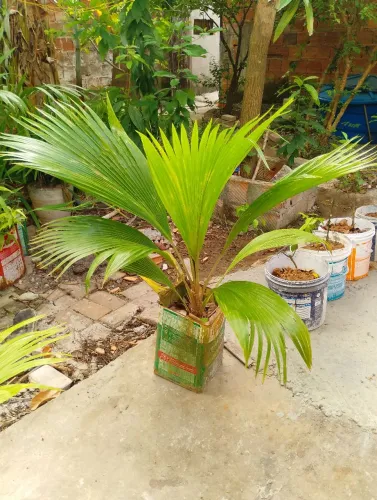 Planta  palmeira 