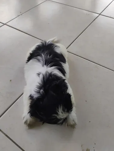 Shisu macho 2 meses vermifugados primeira vacina já tomada.