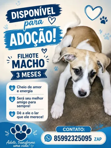 Doação de filhote