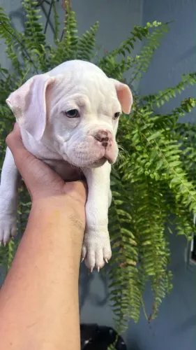 Filhotes de American Bully