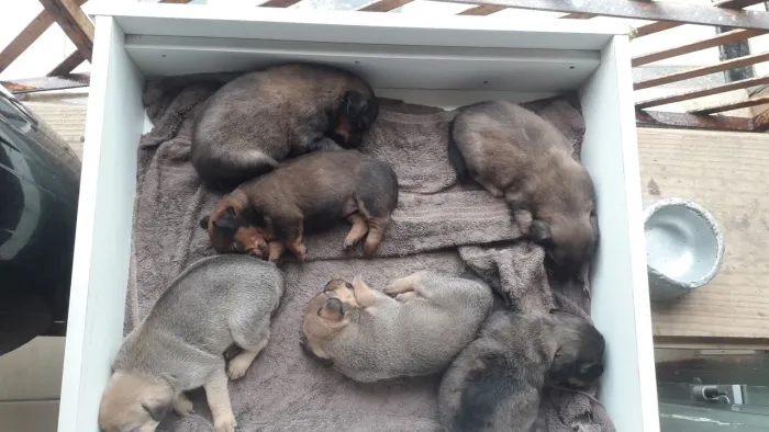 Doação de cachorrinhos