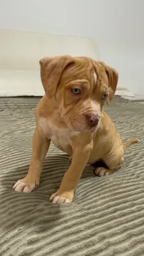 FILHOTE DE PIT MONSTER | AMERICAN BULLY XL | BRAZILIAN BULL