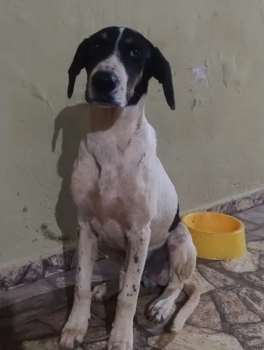 Adoção responsável 
